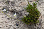 Pine barren stitchwort